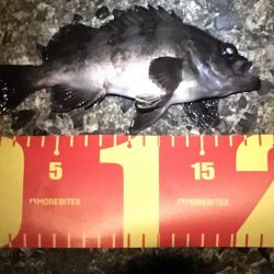 令和の初メバリング